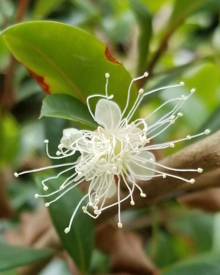 Syzygium australe flower