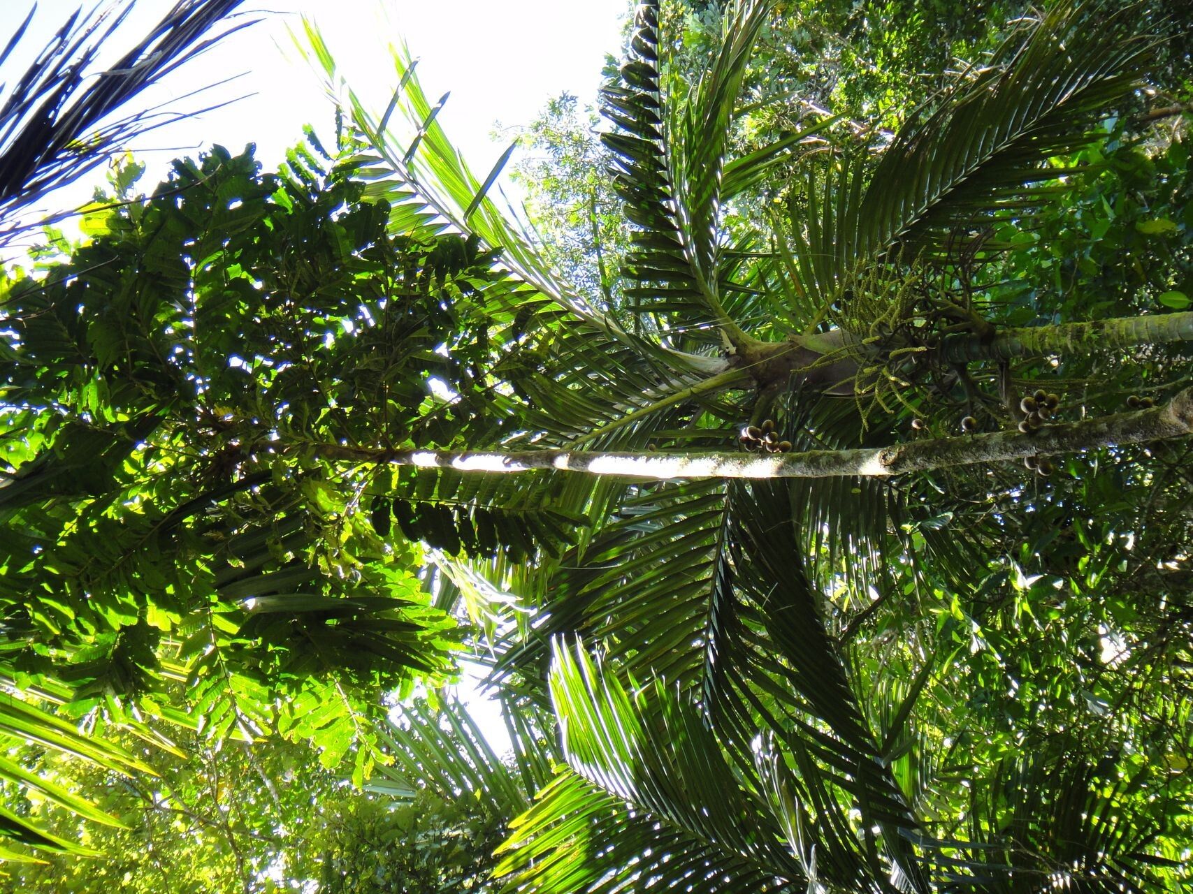 Didymocheton macranthus — houseplant care guide