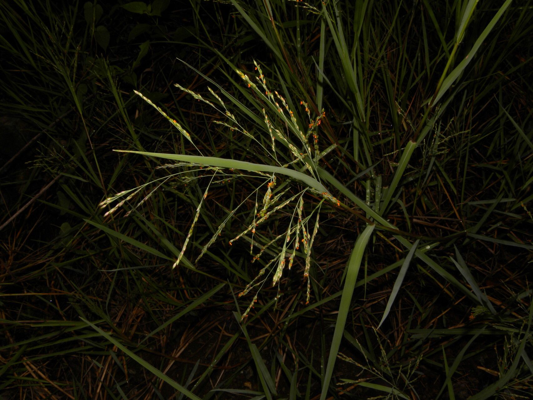 Panicum aquaticum fruit