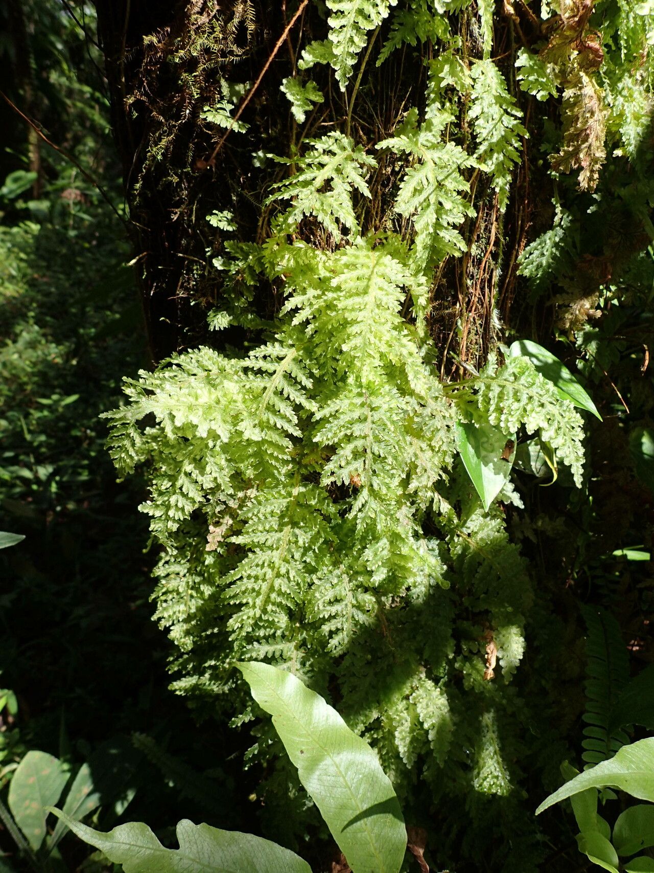 Trichomanes alatum habit