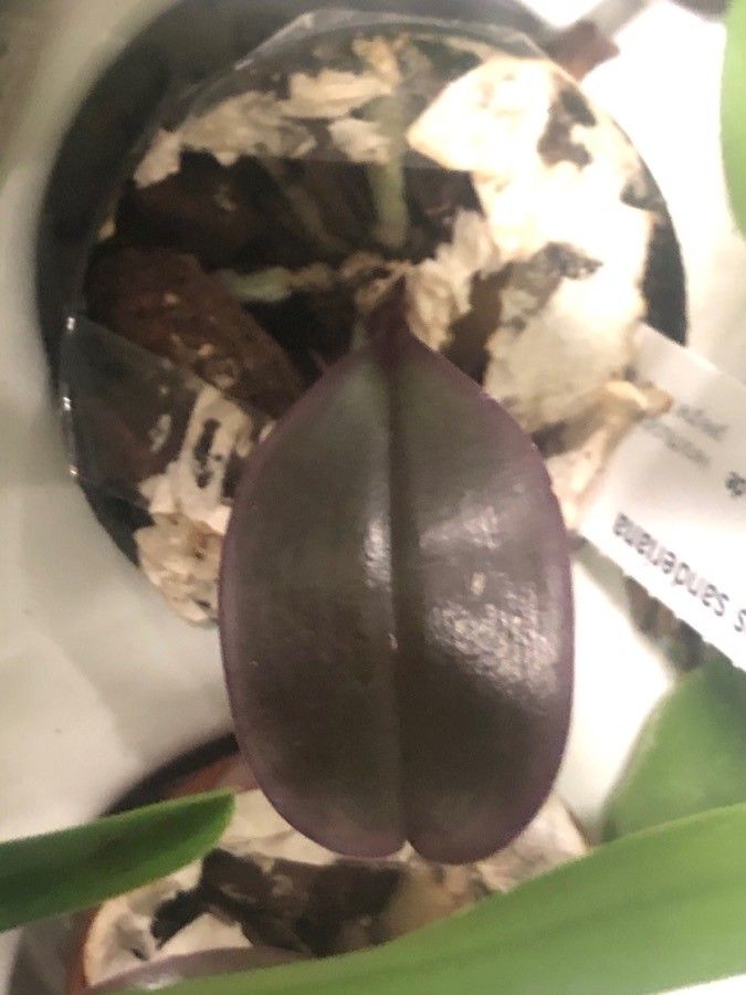 Phalaenopsis sanderiana — search result for 'Philippines'