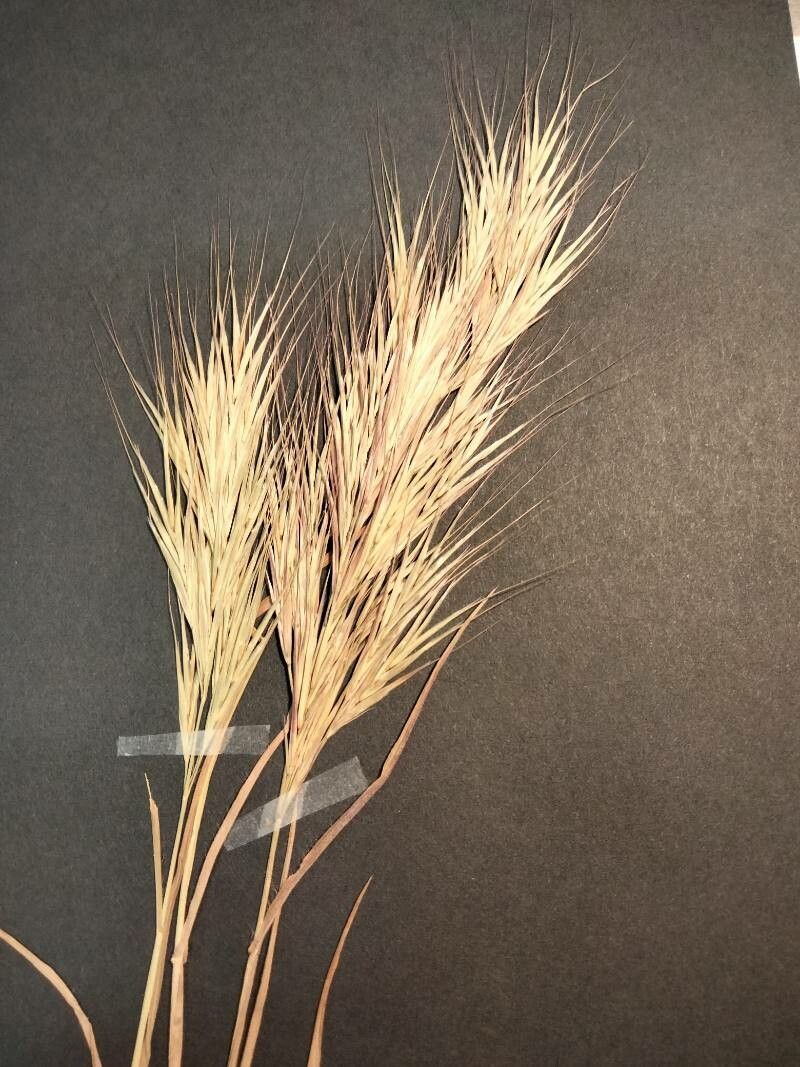 Bromus fasciculatus flower