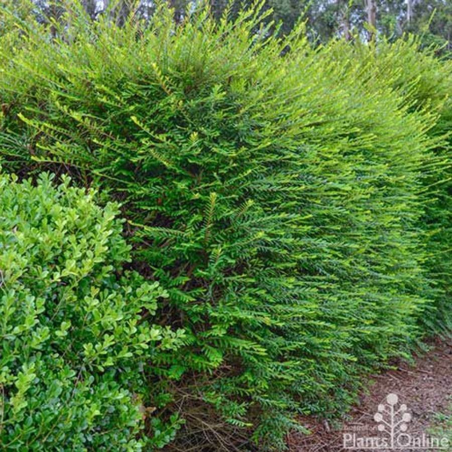 Phyllanthus multiflorus — search result for 'Phyllanthus'