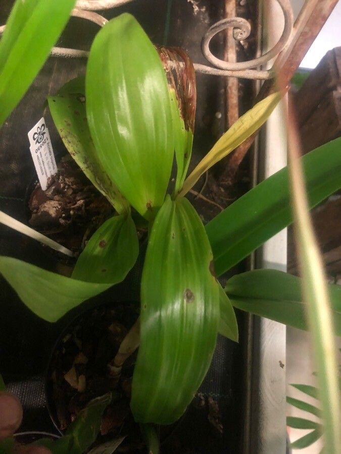 Bulbophyllum carunculatum — houseplant care guide