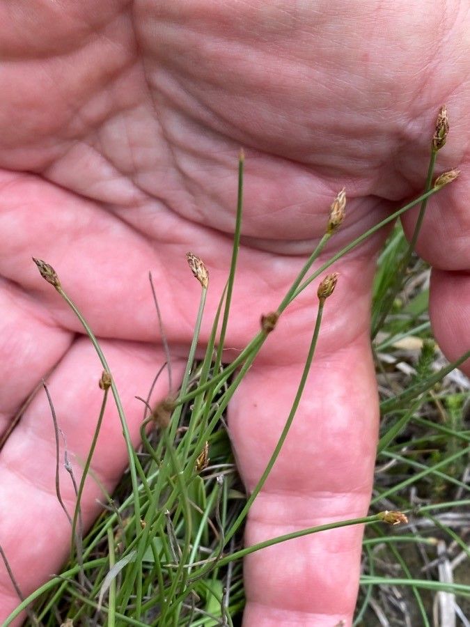 Eleocharis quinqueflora flower