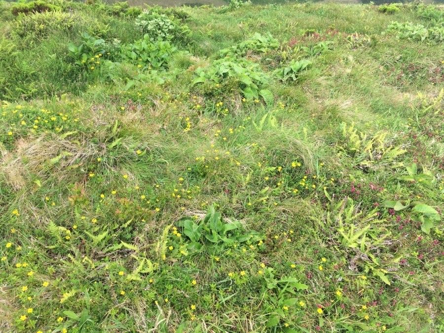 Lysimachia azorica habit