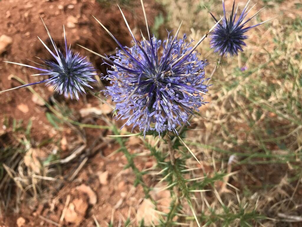 Echinops ceratophorus flower