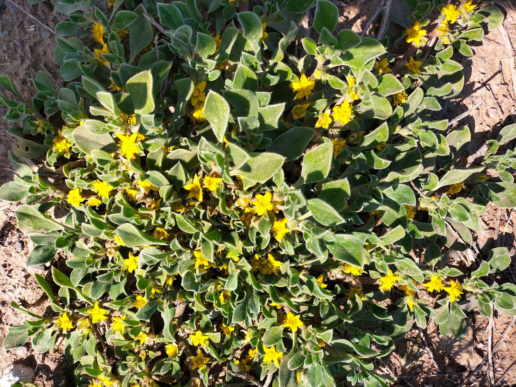 Aizoon rigidum habit