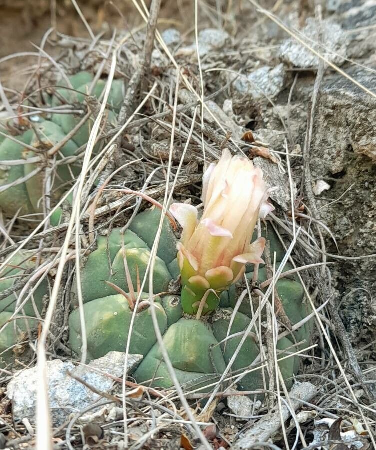 Gymnocalycium hybopleurum flower
