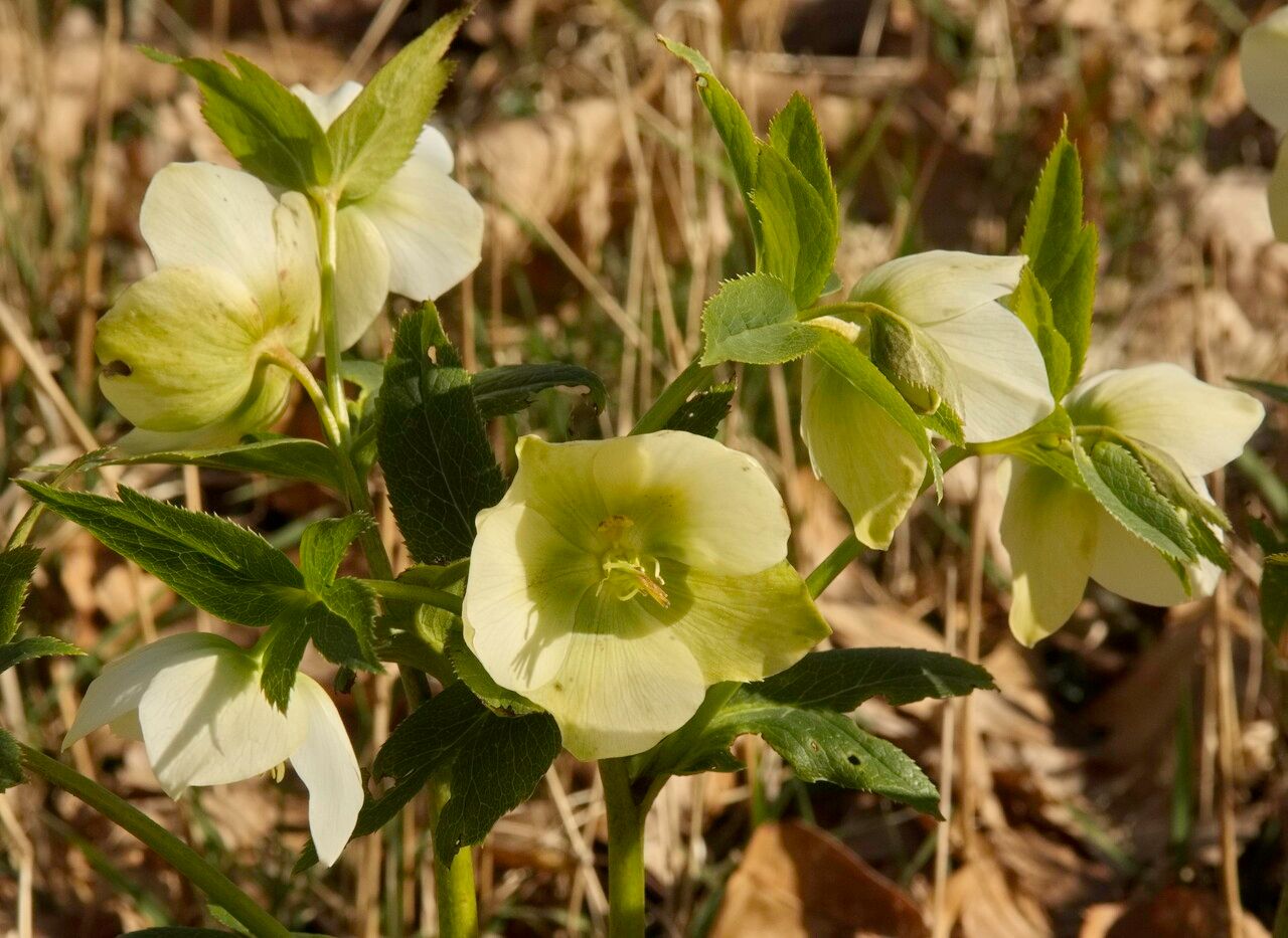 Helleborus odorus — search result for 'Helleborus'