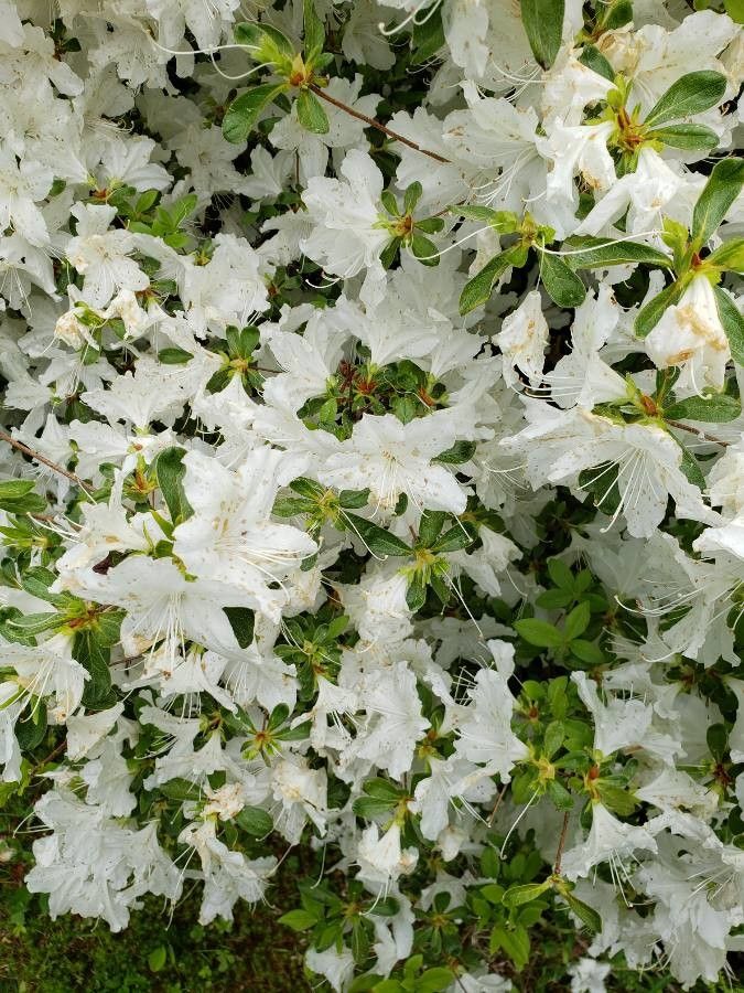 Rhododendron arborescens flower