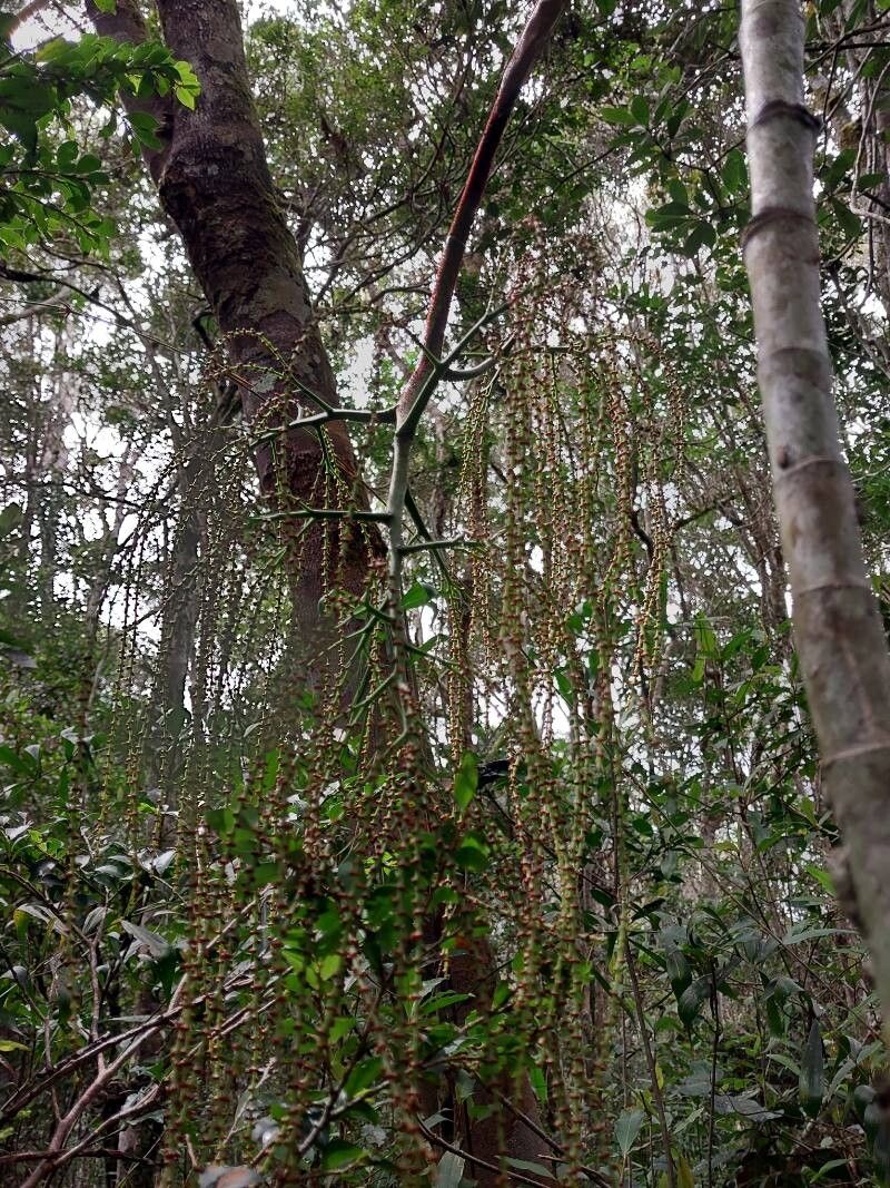 Dypsis nodifera flower