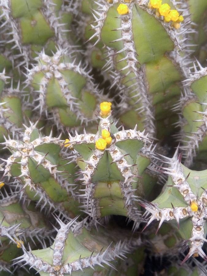 Euphorbia polyacantha flower