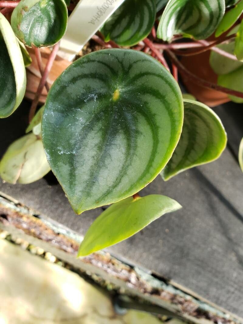 Peperomia griseoargentea — search result for 'Peperomia'