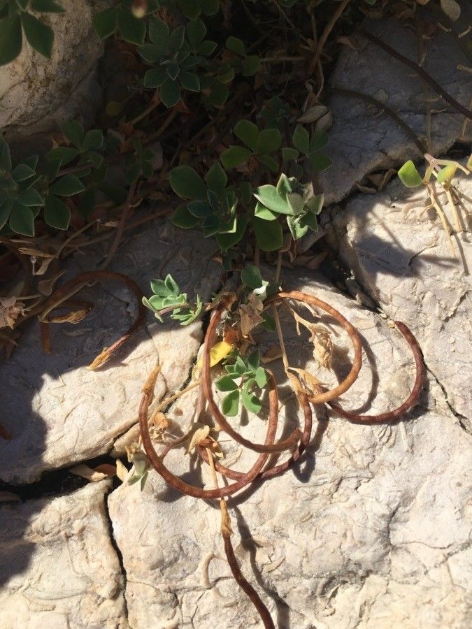 Lotus cytisoides fruit