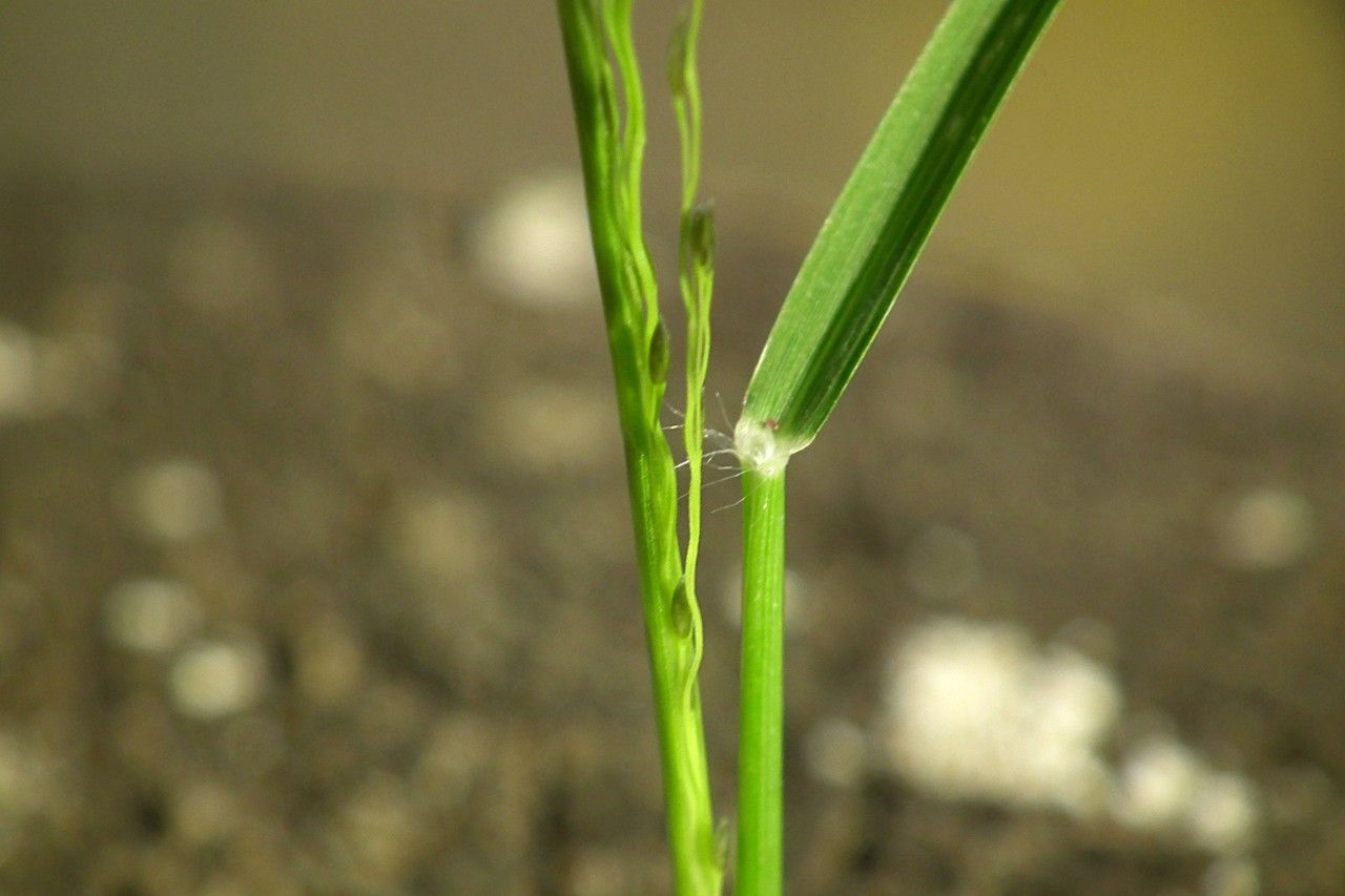 Eragrostis pilosa bark