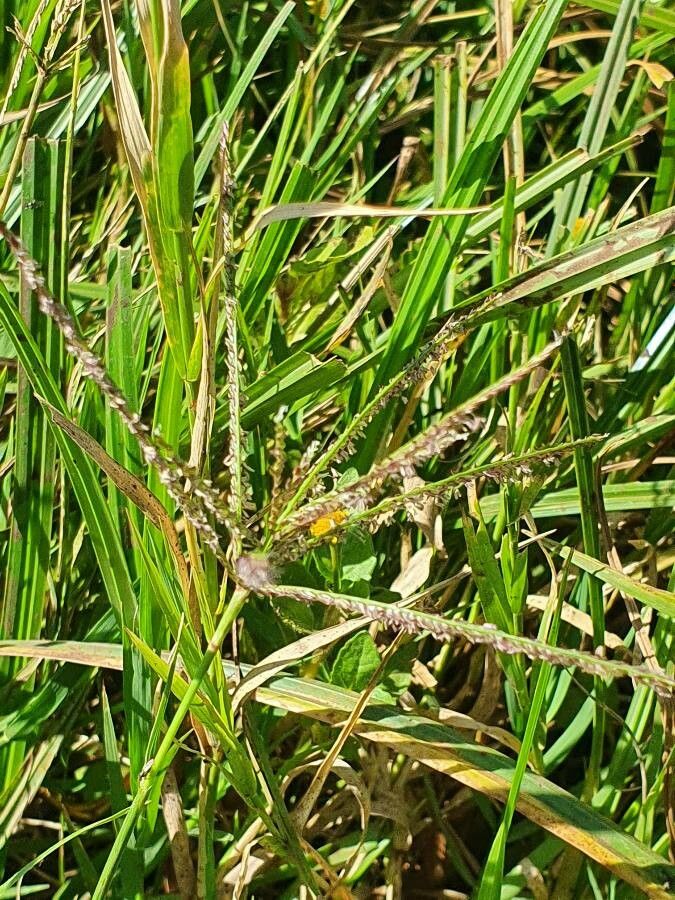 Cynodon nlemfuensis flower