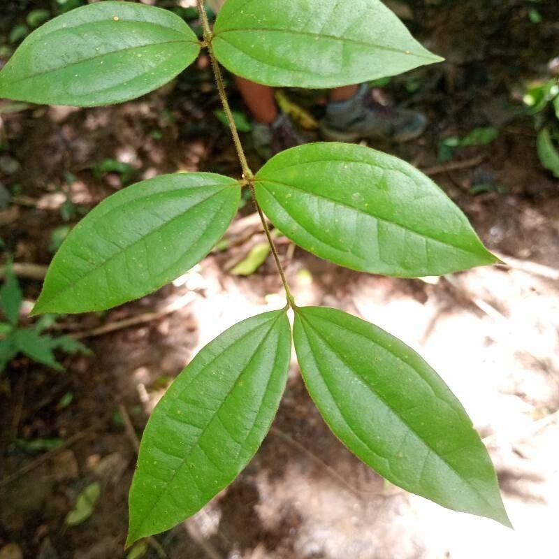 Strychnos panamensis leaf