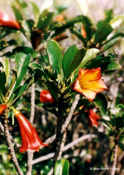 Thiollierea laureana flower