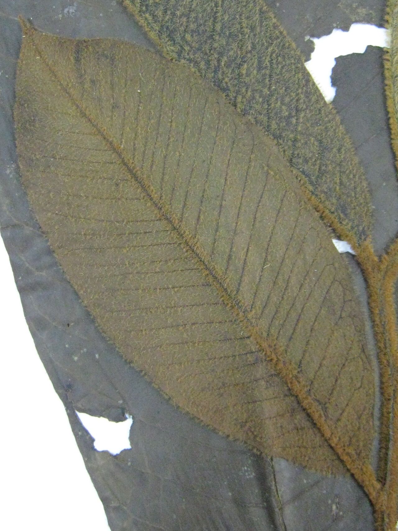 Virola multicostata other