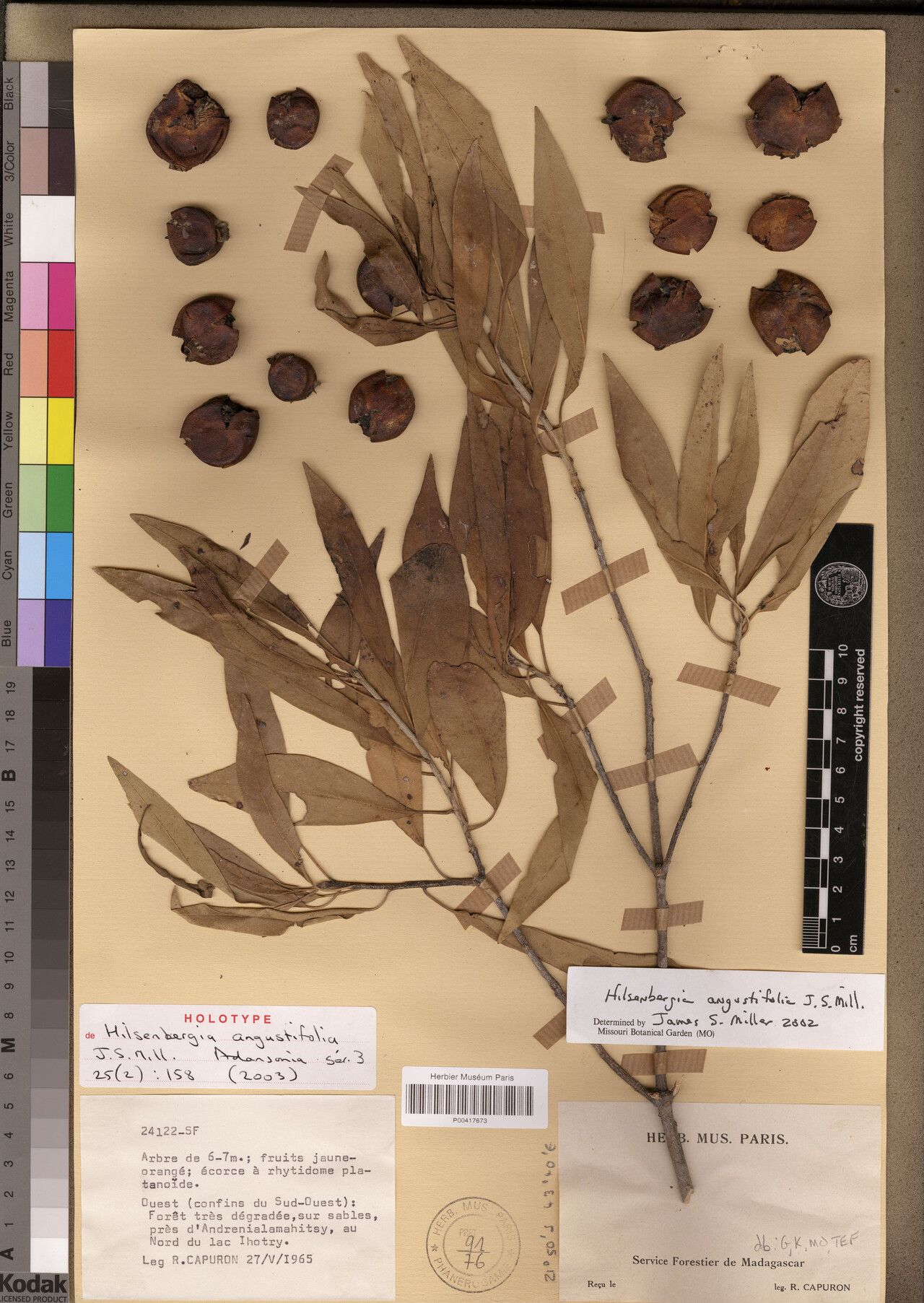 Bourreria angustifolia — related species from the same genus