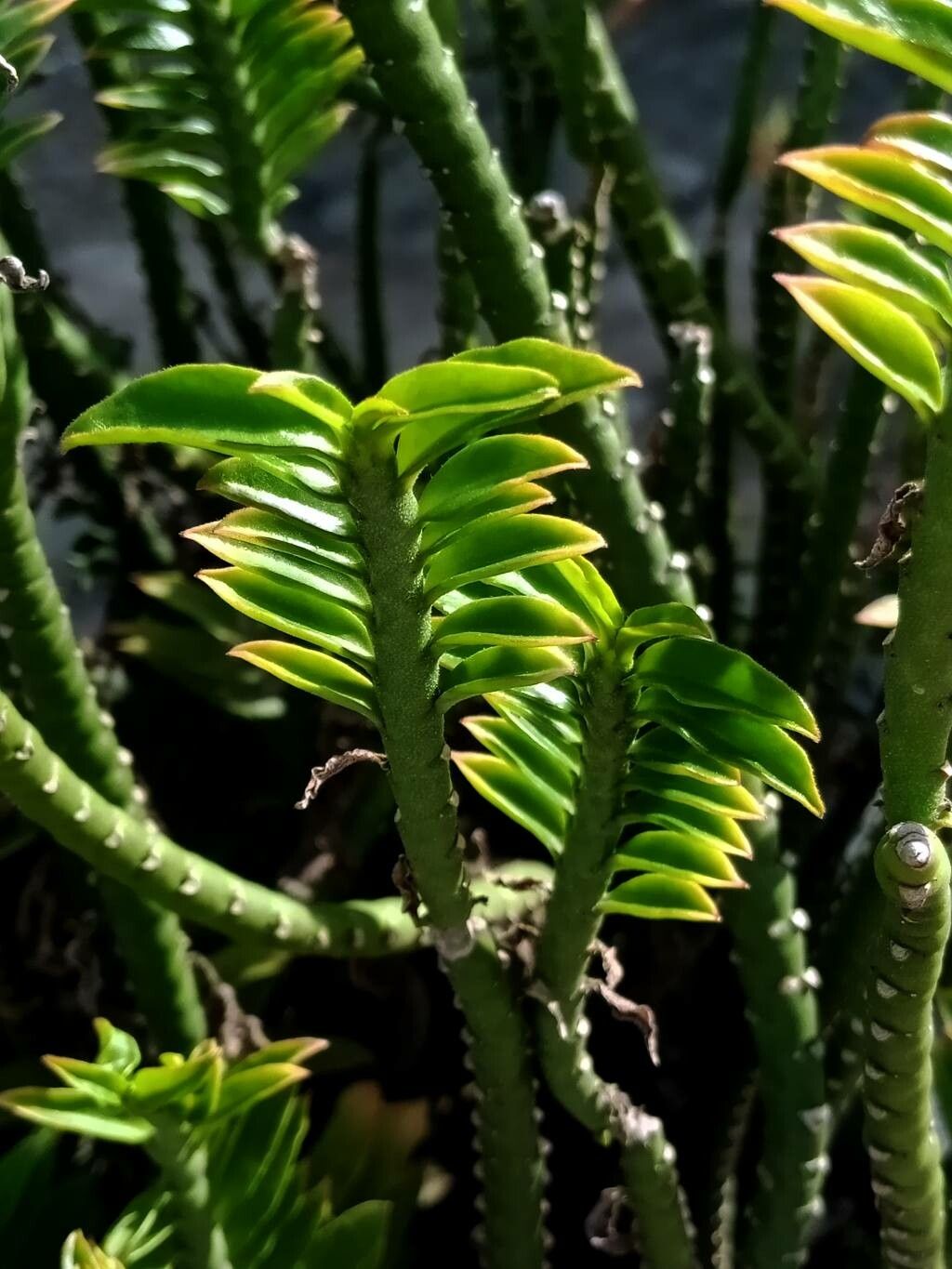 Appendicula reflexa — houseplant care guide