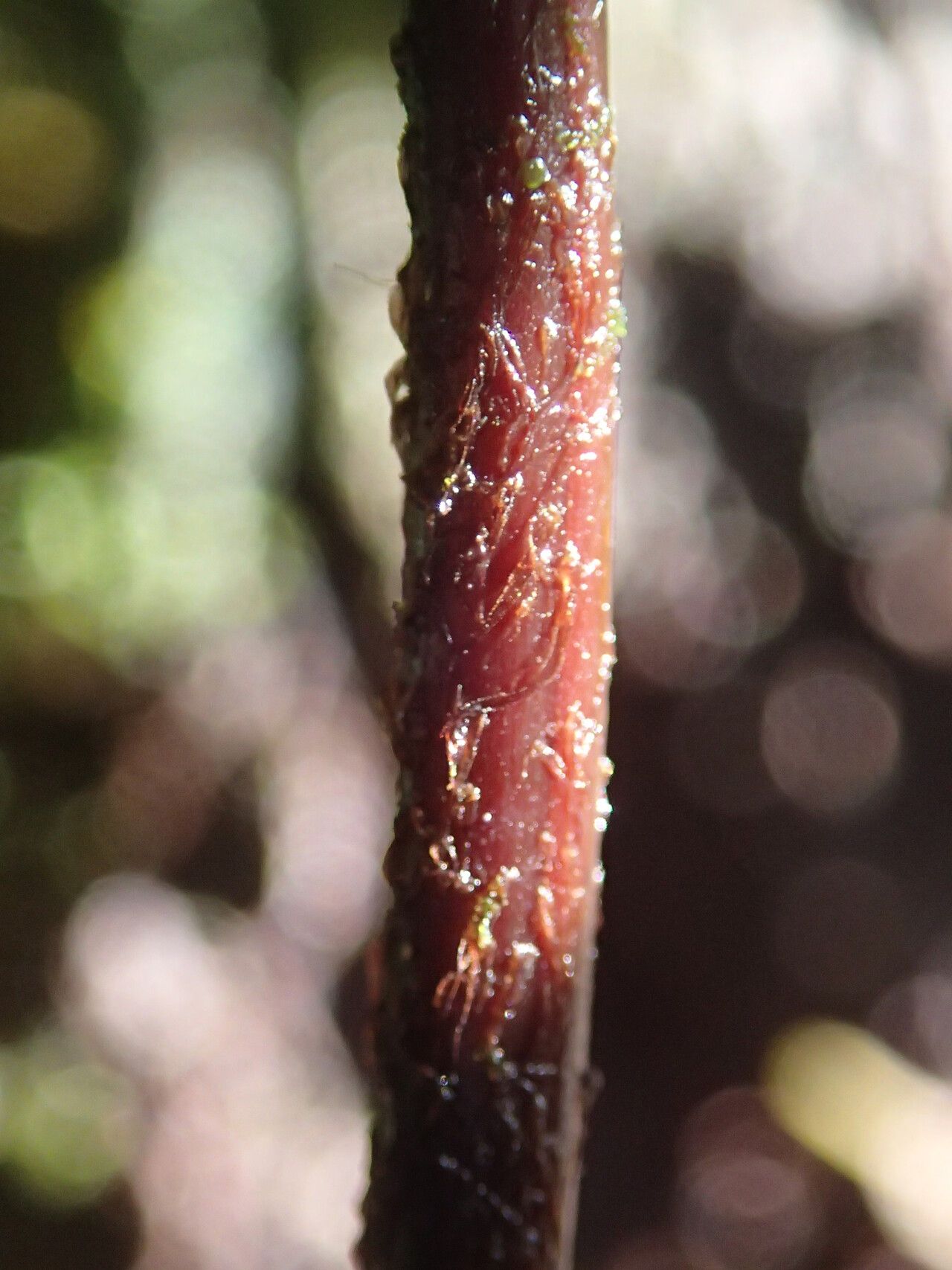Asplenium cancellatum other