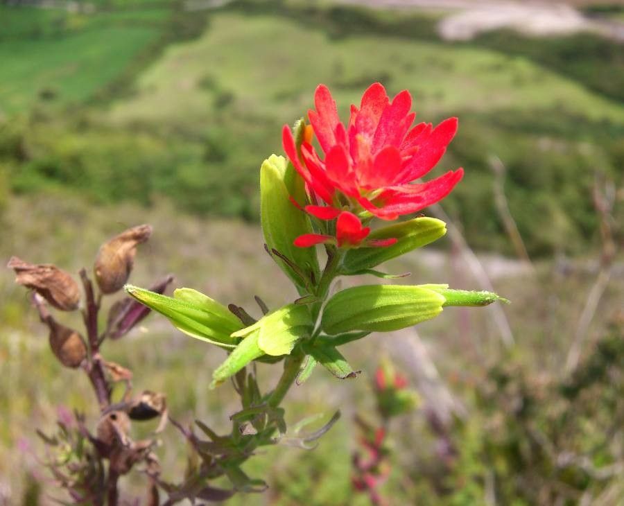 Castilleja fissifolia flower