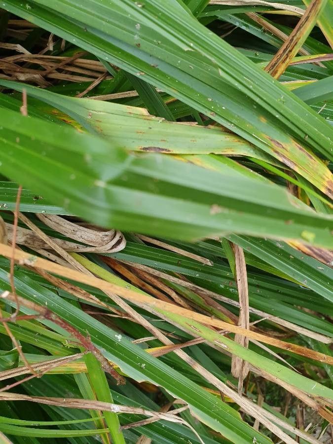 Carex vesicaria — search result for 'Norway'