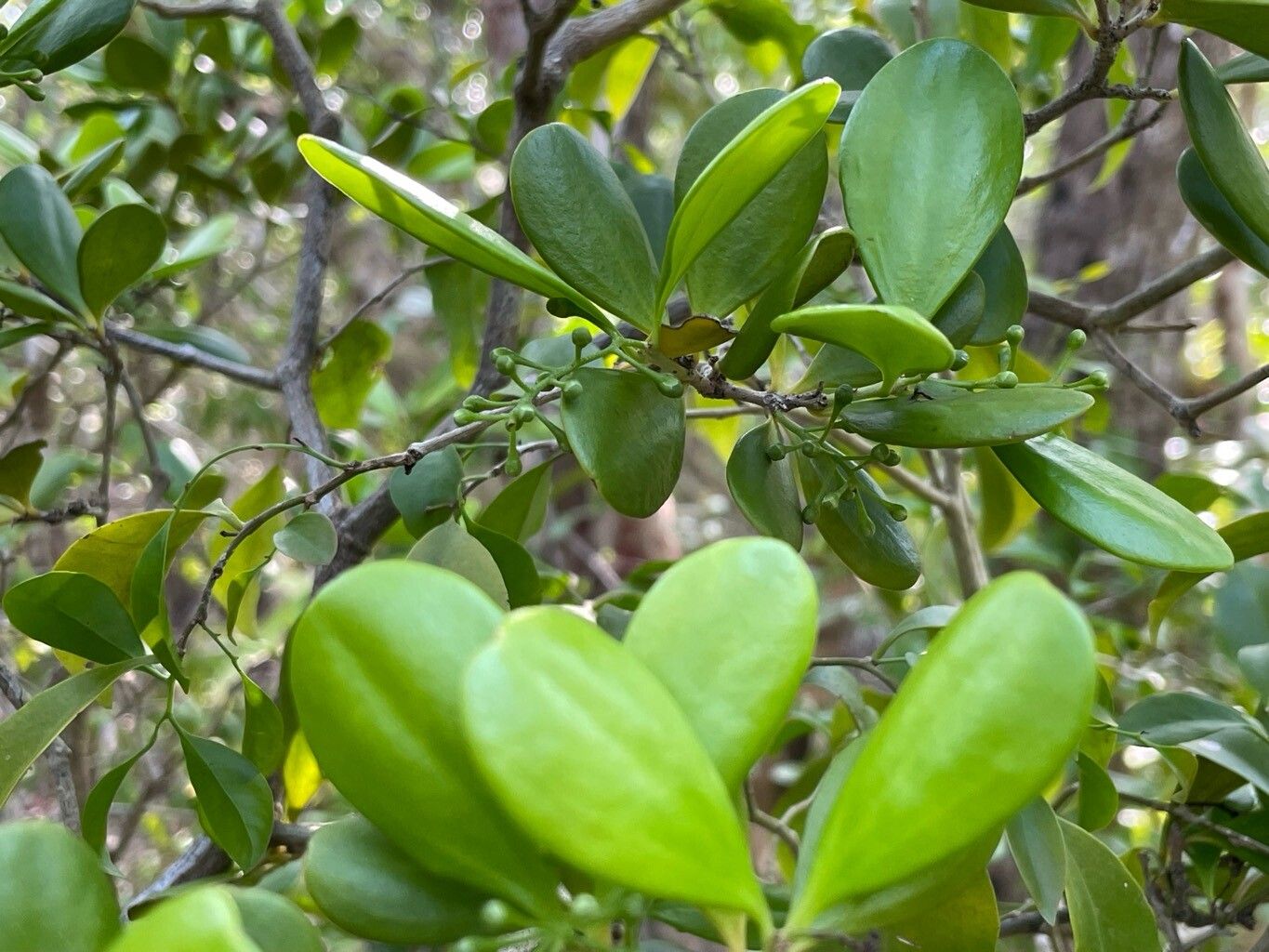 Jacquinia proctorii fruit