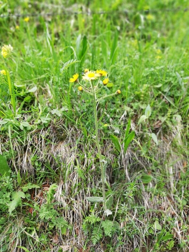 Tephroseris longifolia habit