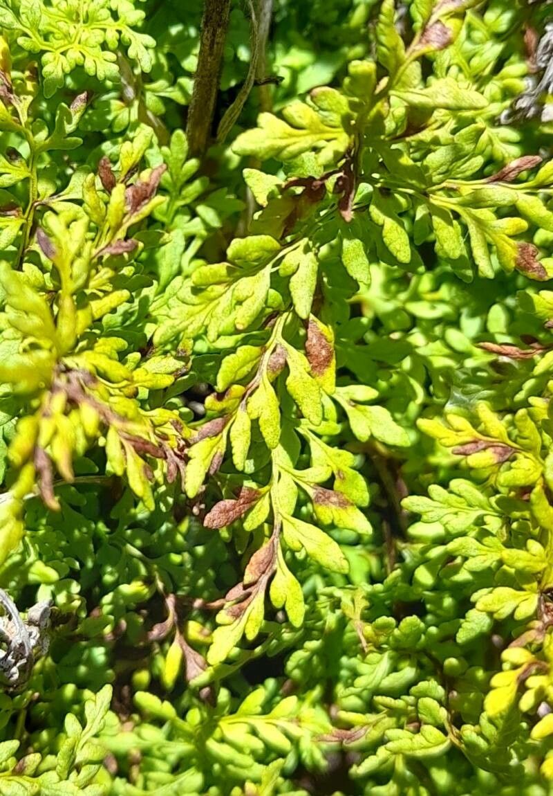 Cheilanthes hieronymi — search result for 'Cheilanthes'