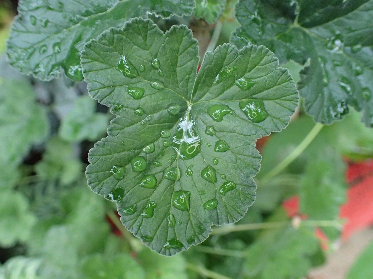 Pelargonium echinatum leaf