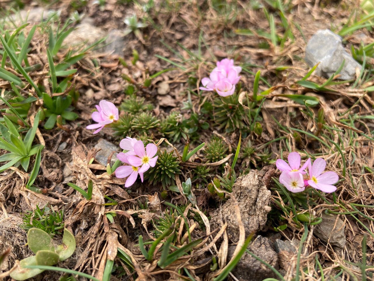 Androsace carnea habit