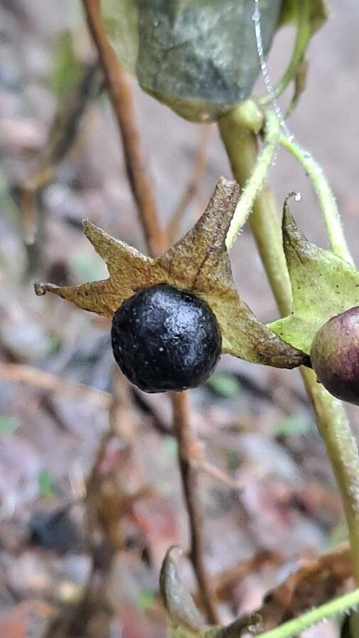 Atropa belladonna fruit