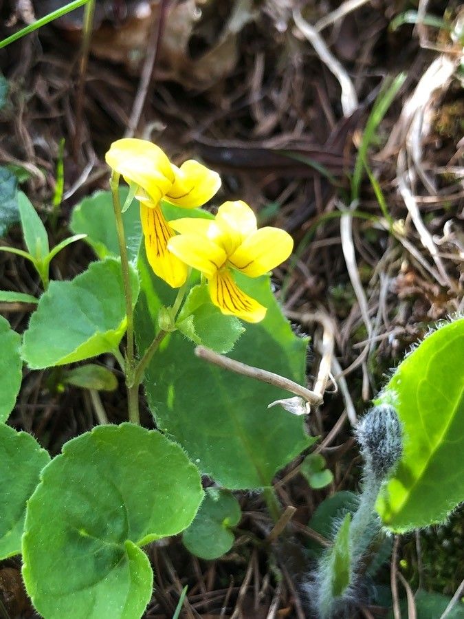 Viola Glabella flower