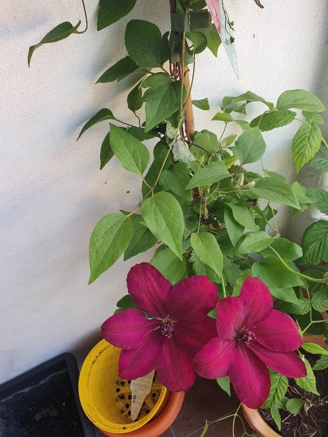 Clematis lanuginosa habit