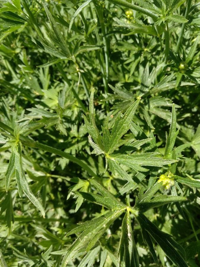 Ranunculus granatensis leaf