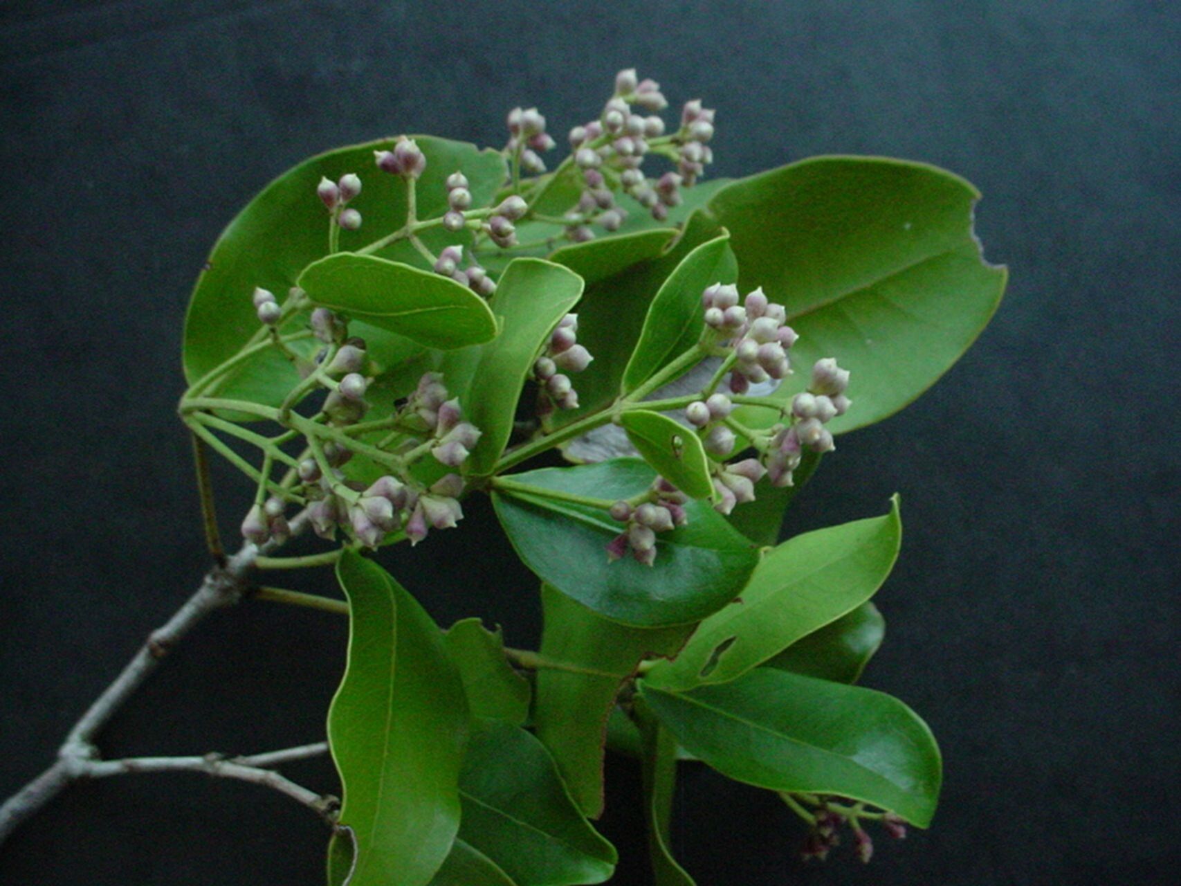 Syzygium neoeugenioides flower