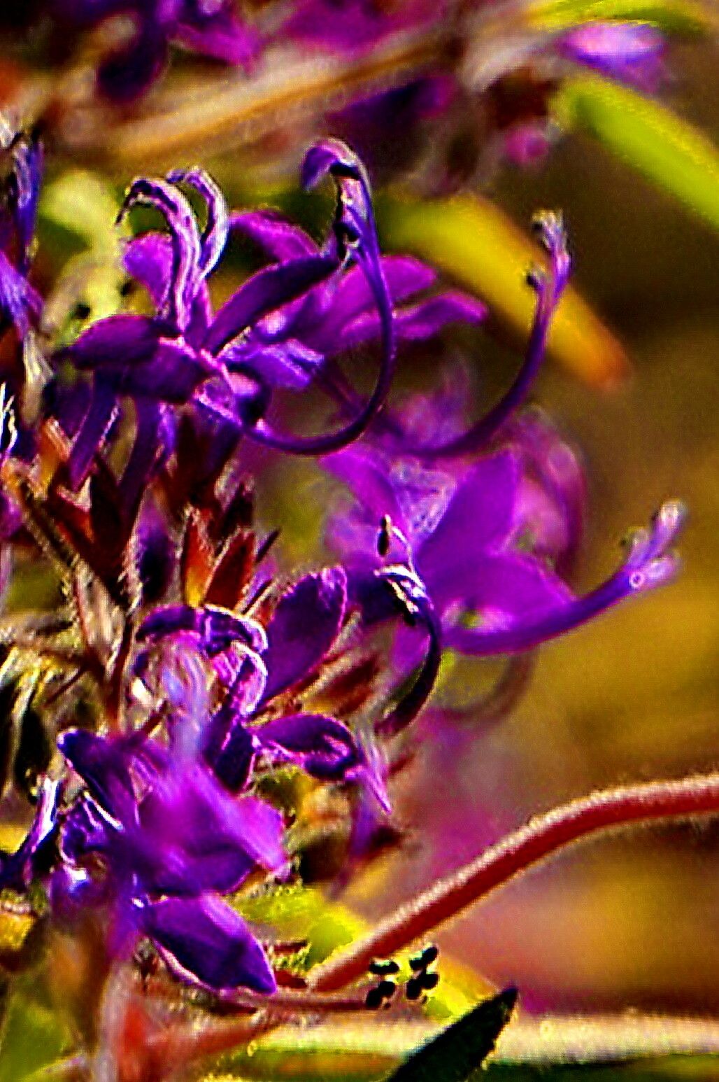 Trichostema laxum — related species from the same genus