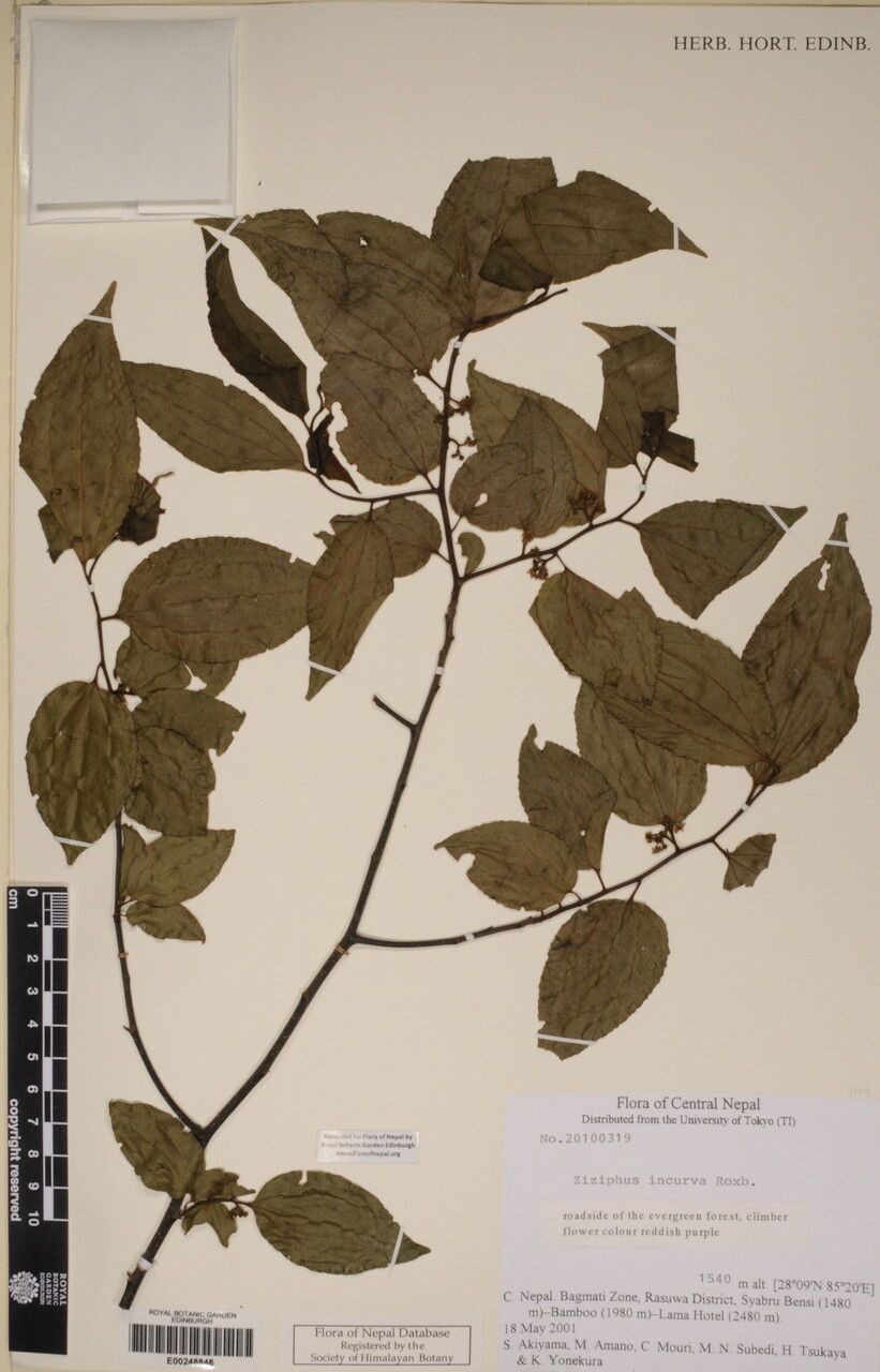 Ziziphus incurva — related species from the same genus