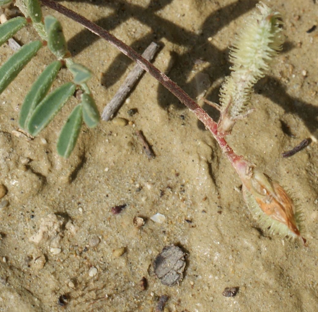 Hedysarum spinosissimum fruit