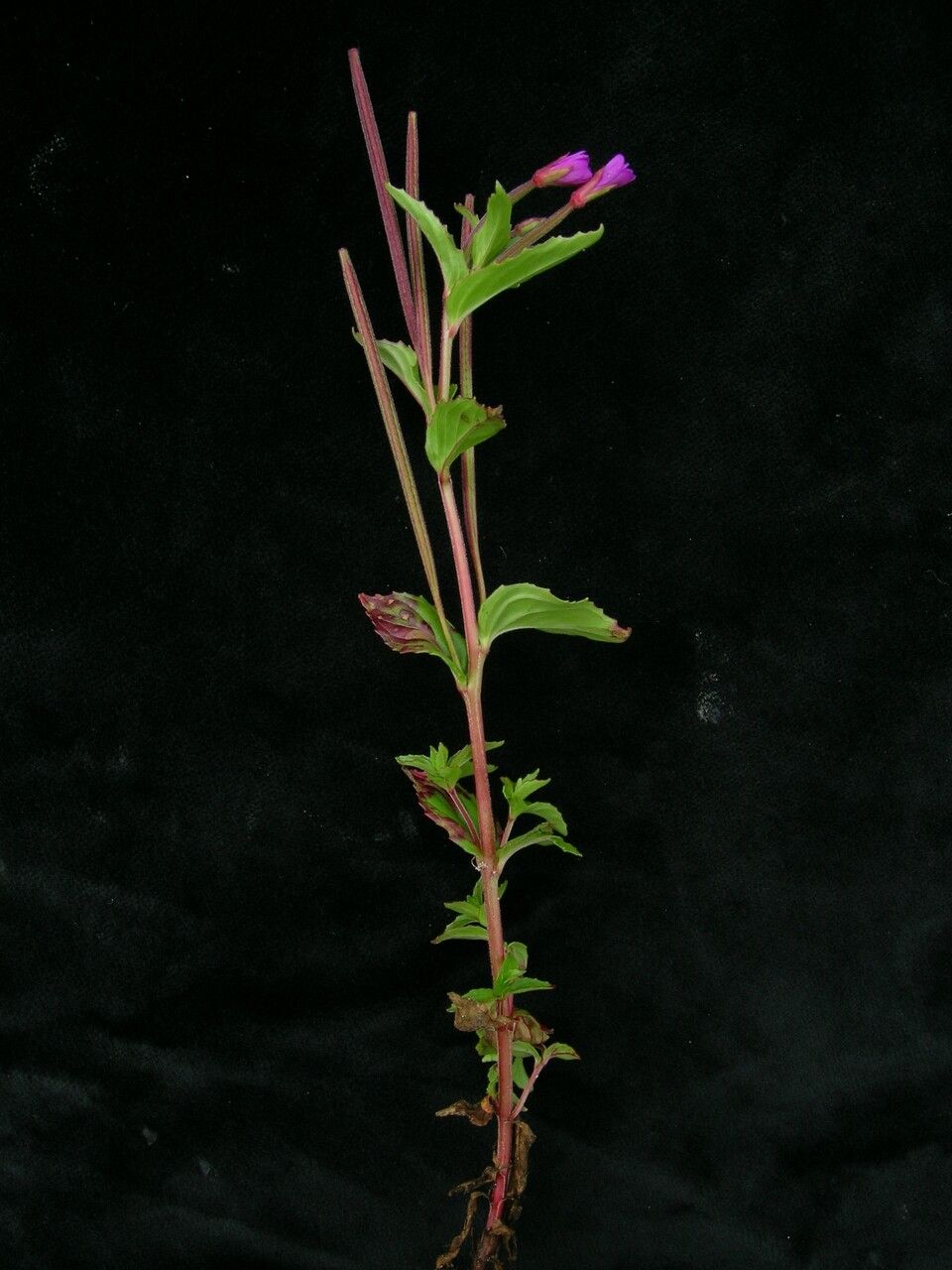 Epilobium wallichianum — search result for 'Epilobium'