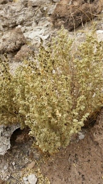 Atriplex imbricata leaf