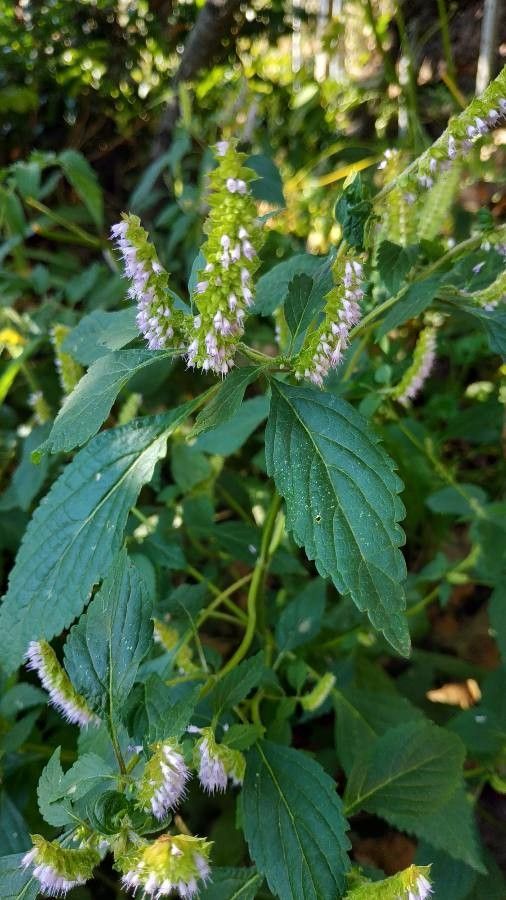 Elsholtzia ciliata flower