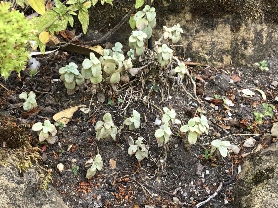Stachys chrysantha — search result for 'Stachys'