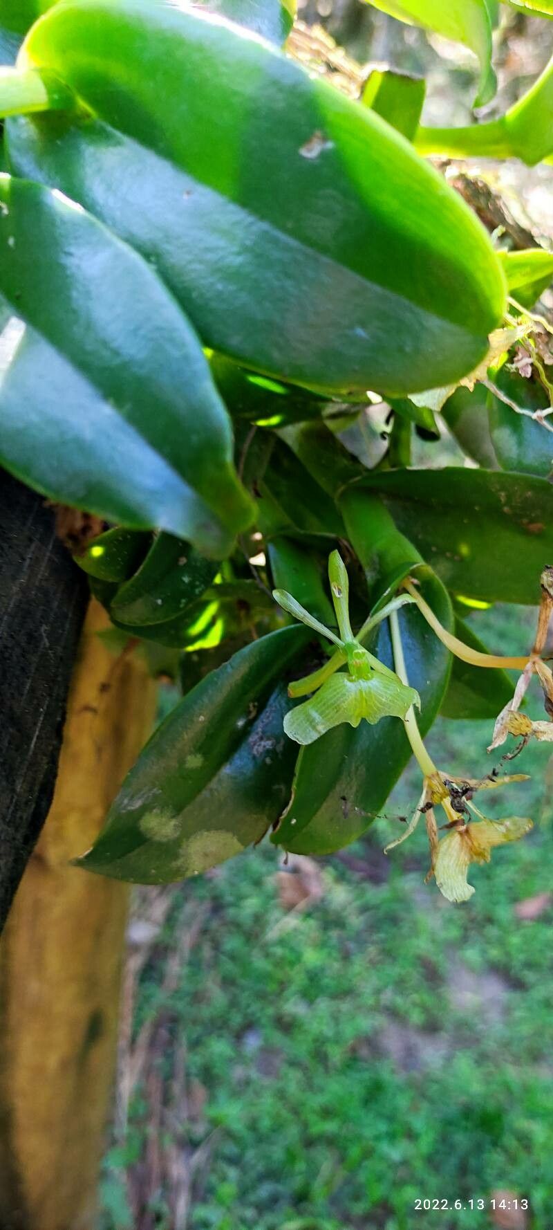 Epidendrum difforme — search result for 'Epidendrum'