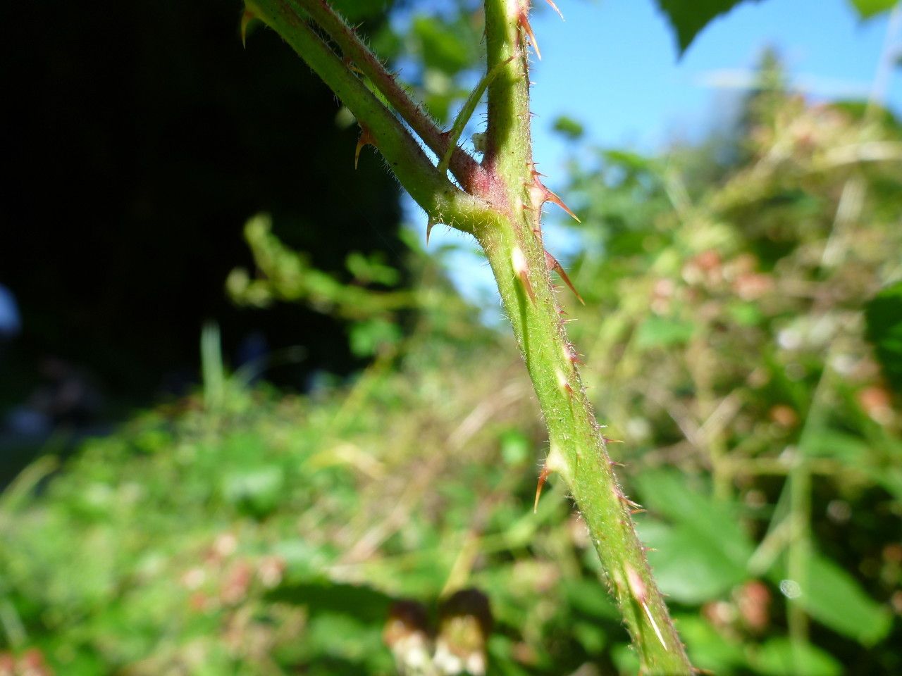 Rubus fissipetalus bark