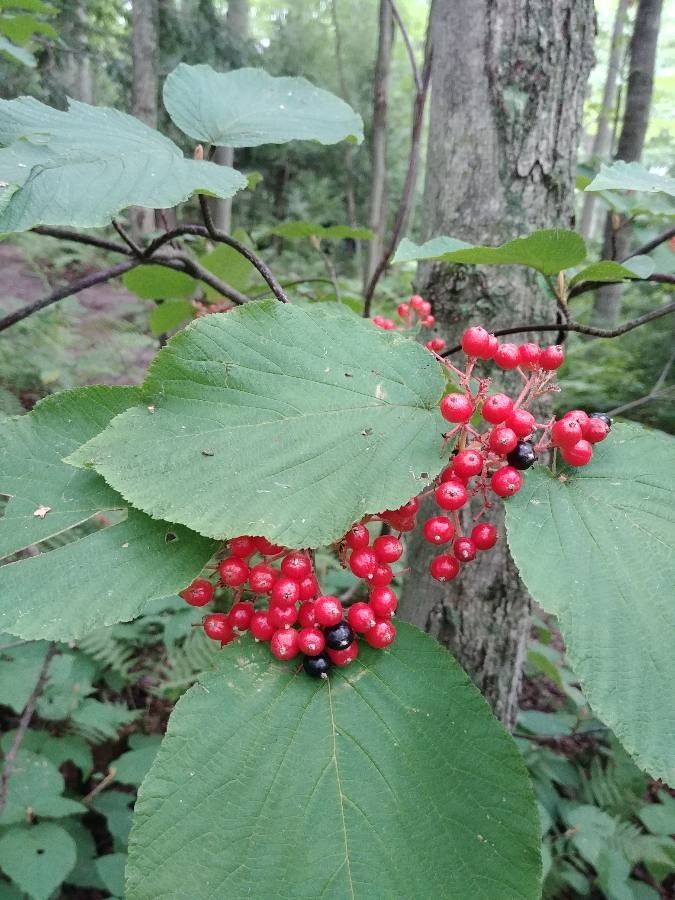Viburnum lantanoides fruit