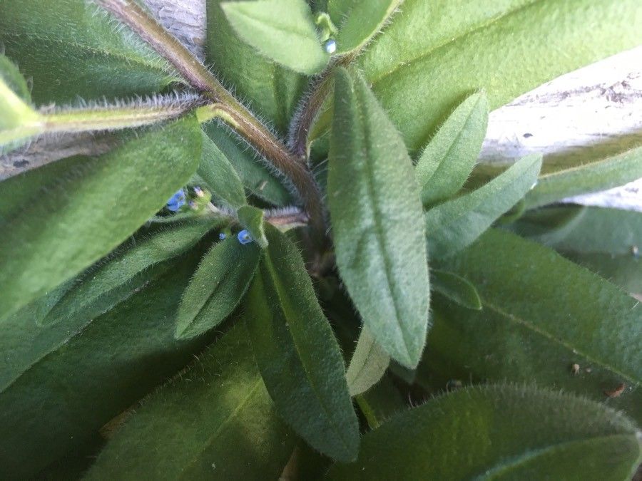 Hackelia deflexa flower